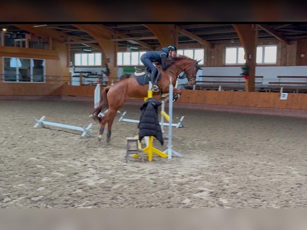 Cavallo da sella tedesco Castrone 6 Anni 162 cm Sauro in Martfeld