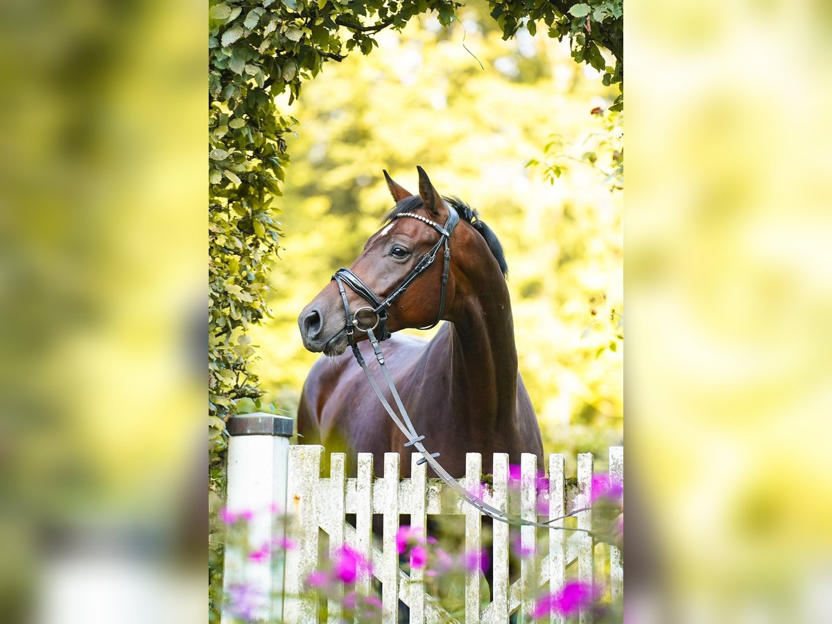 Cavallo da sella tedesco Castrone 6 Anni 170 cm Baio in Dorsten