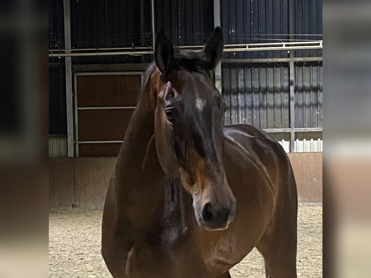 Cavallo da sella tedesco Castrone 6 Anni 173 cm Baio scuro in Verden (Aller)