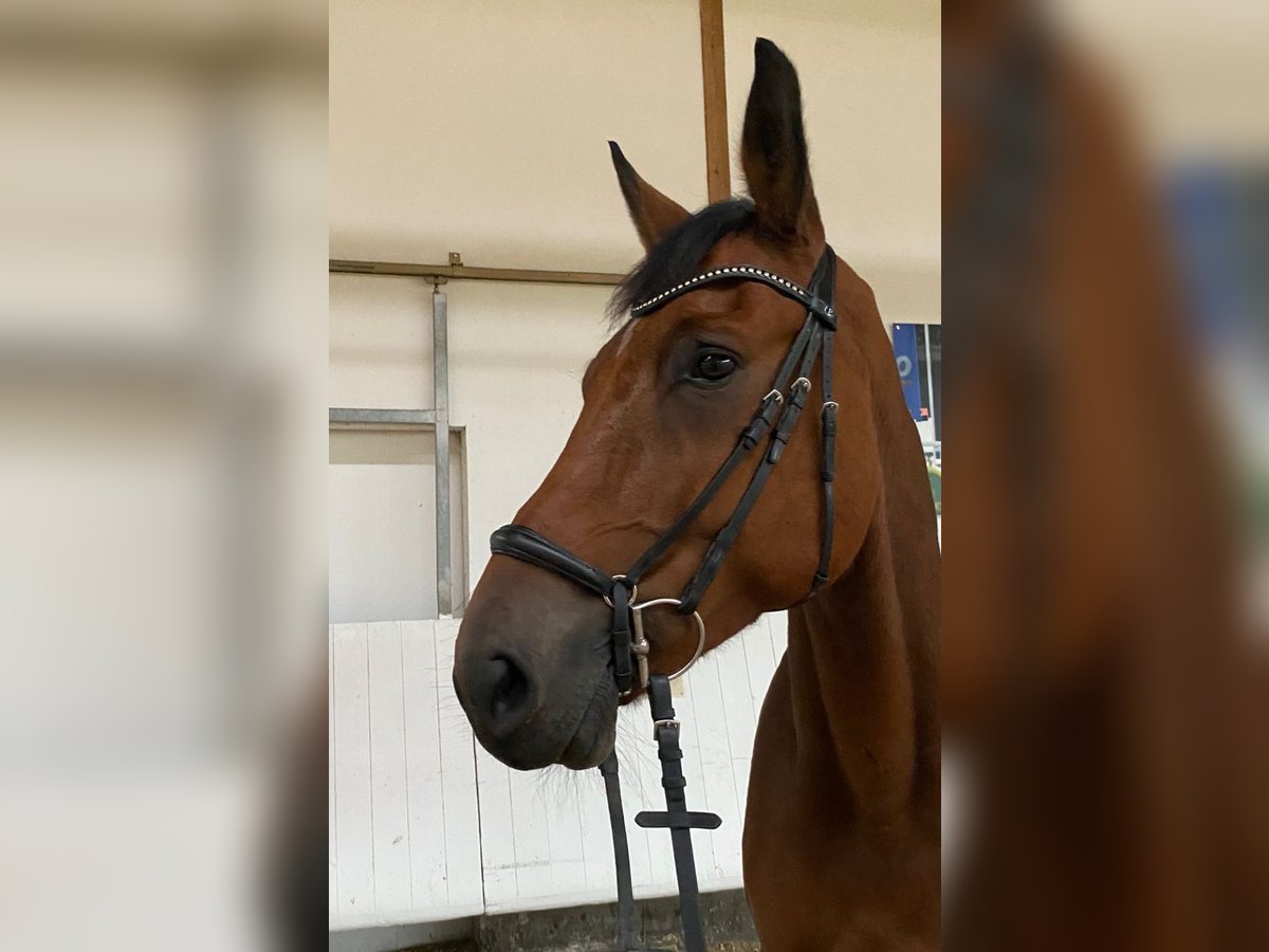 Cavallo da sella tedesco Castrone 6 Anni 177 cm Baio in Stetten am kalten Markt