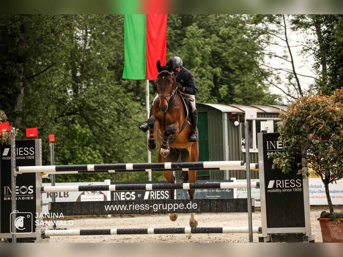 Cavallo da sella tedesco Castrone 7 Anni 182 cm Baio in Sauldorf