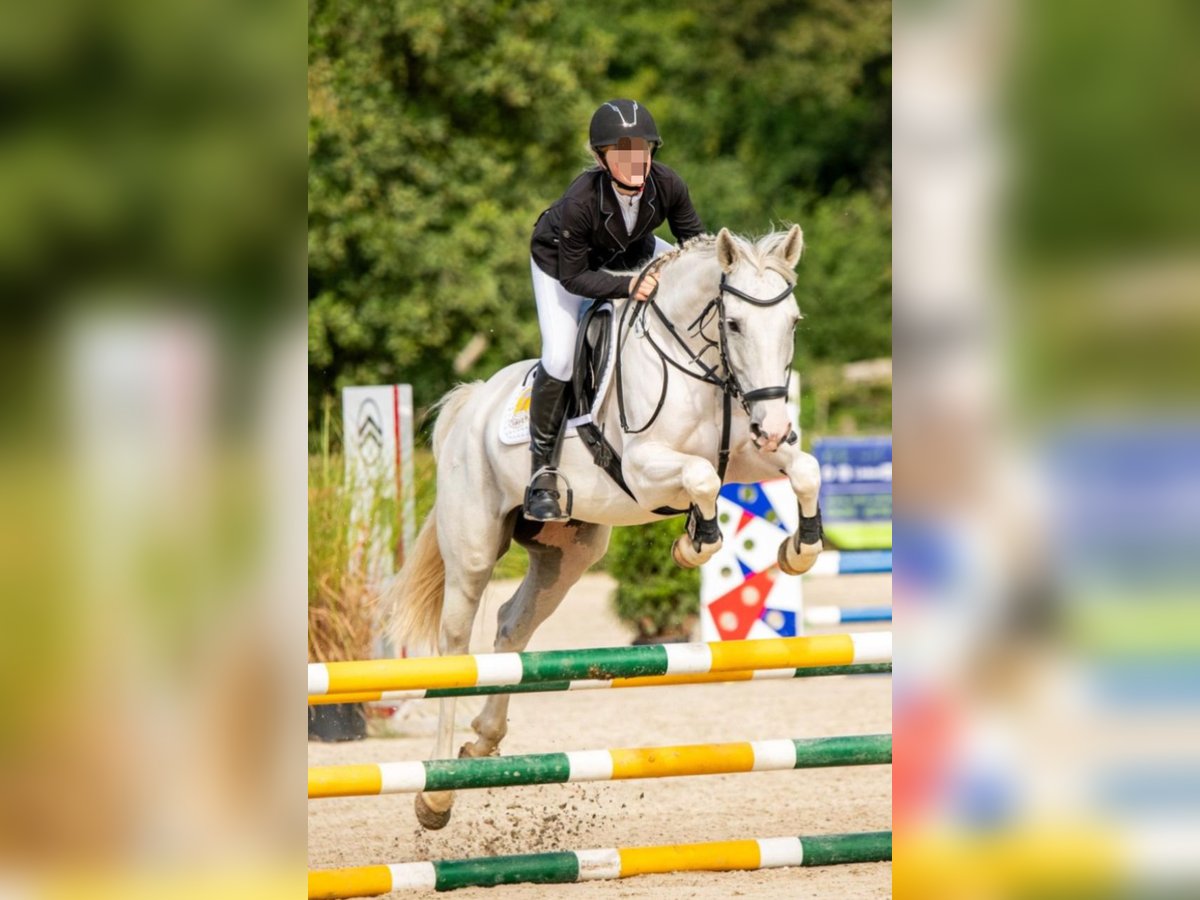 Cavallo da sella tedesco Mix Castrone 8 Anni 160 cm Grigio in D&#xF6;beln