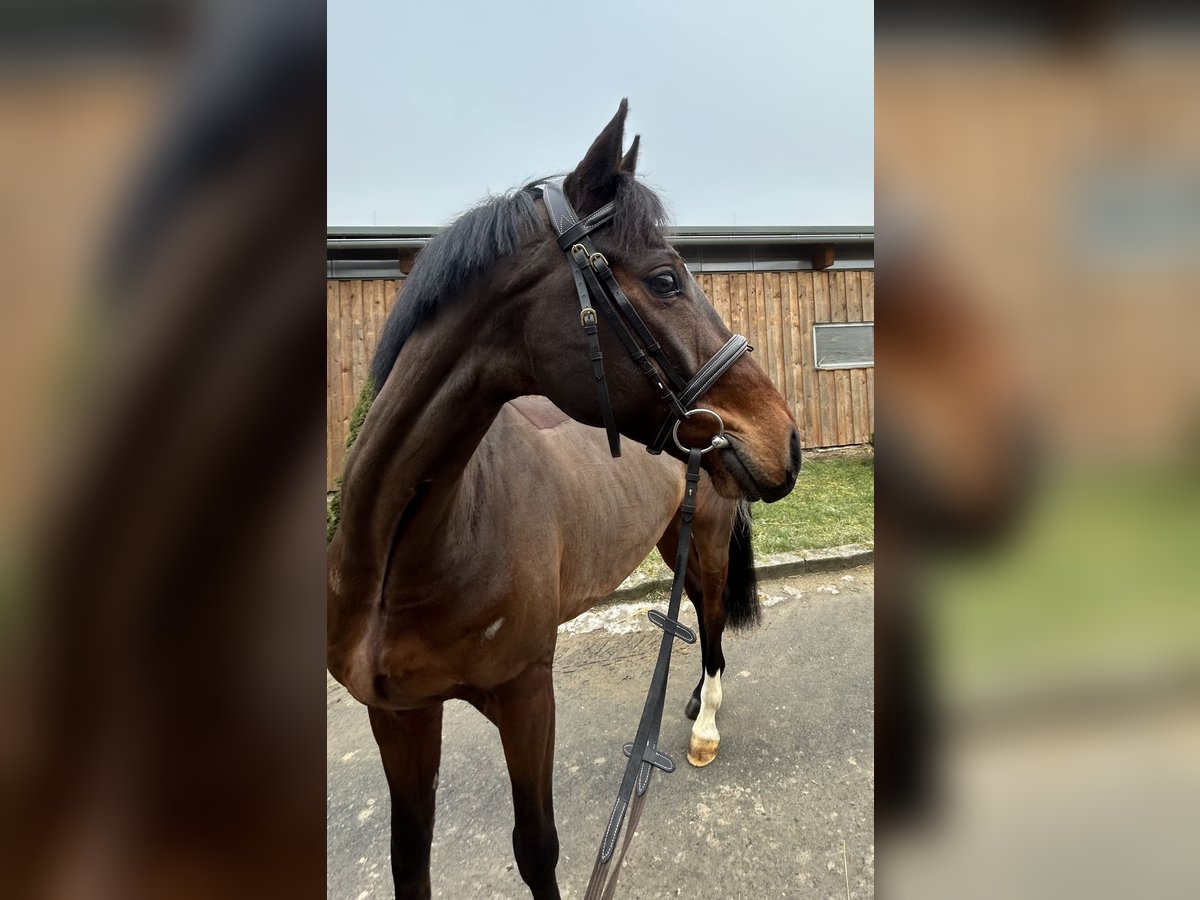 Cavallo da sella tedesco Castrone 8 Anni 165 cm Baio scuro in Waidhaus