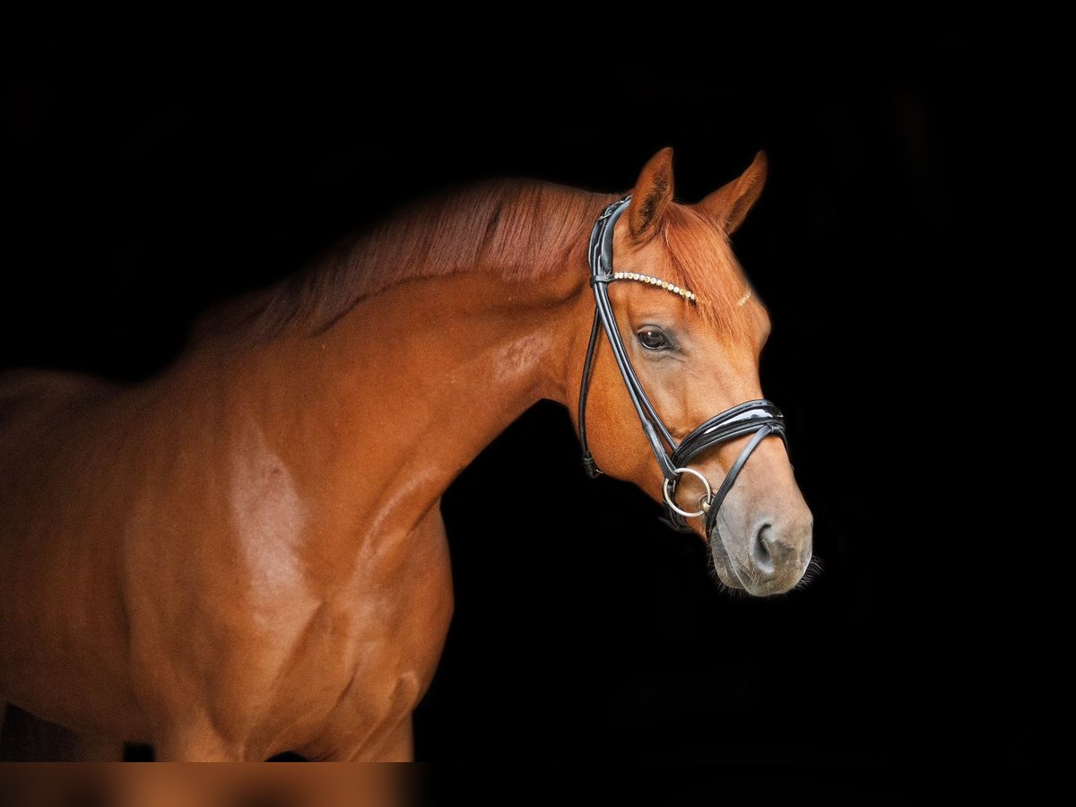 Cavallo da sella tedesco Castrone 8 Anni 173 cm Sauro scuro in Steinfeld
