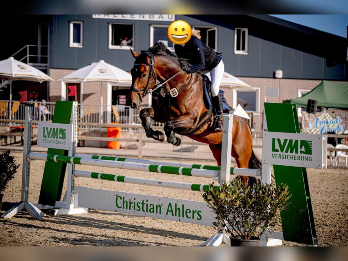 Cavallo da sella tedesco Castrone 8 Anni 175 cm Baio scuro in Ascheberg