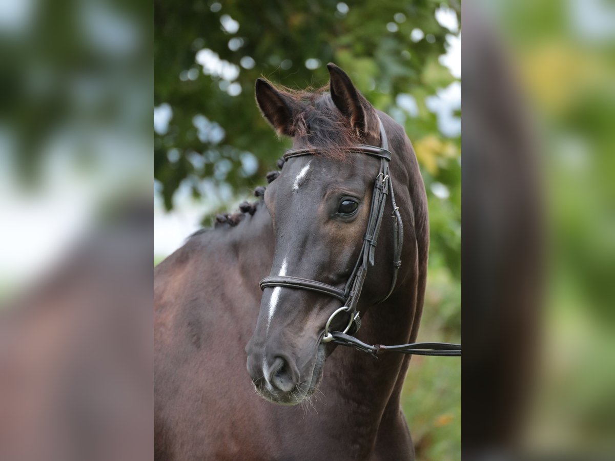 Cavallo da sella tedesco Castrone 9 Anni 169 cm Baio scuro in Neuenrade