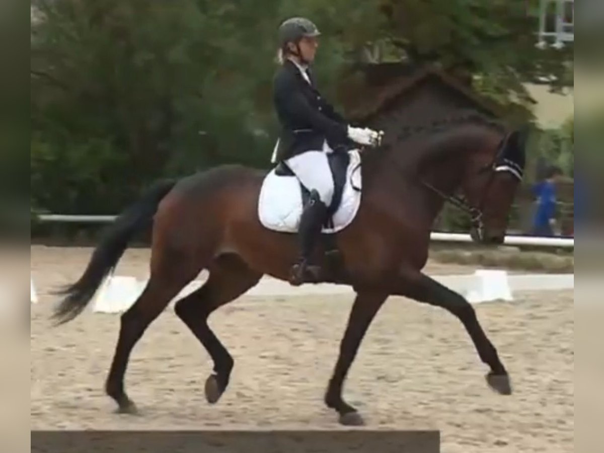 Cavallo da sella tedesco Castrone 9 Anni 173 cm Baio in Pegnitz