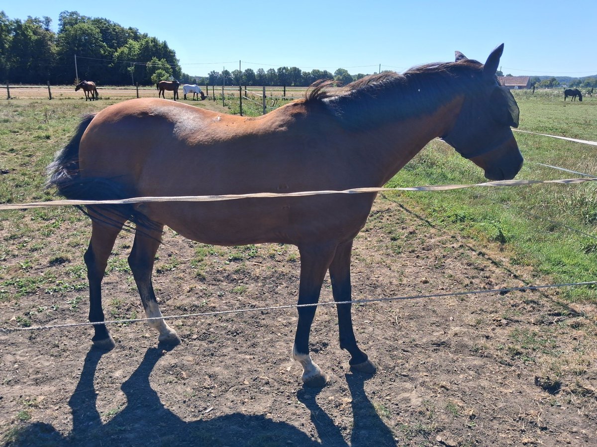 Cavallo da sella tedesco Giumenta 10 Anni 157 cm Baio in M&#xFC;nster