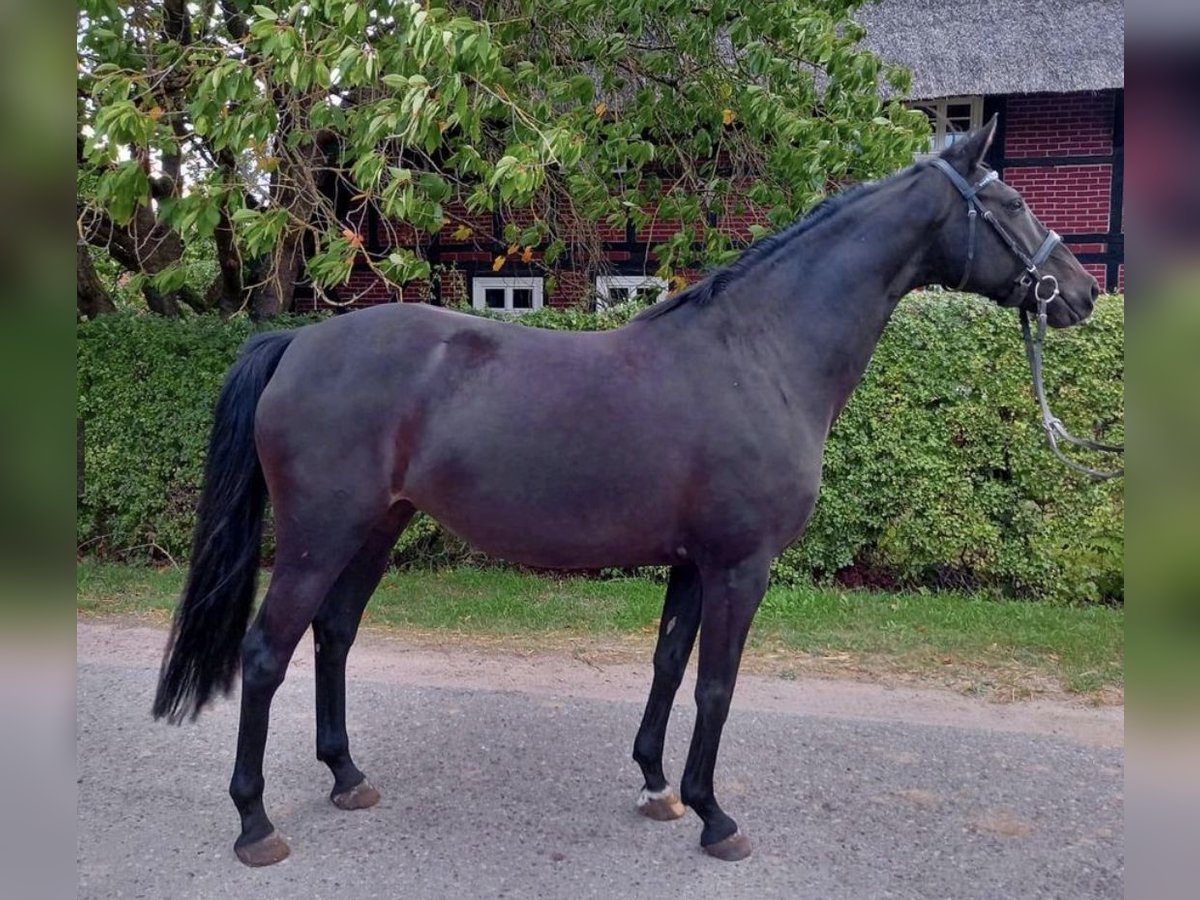 Cavallo da sella tedesco Giumenta 10 Anni 164 cm Morello in Mechow