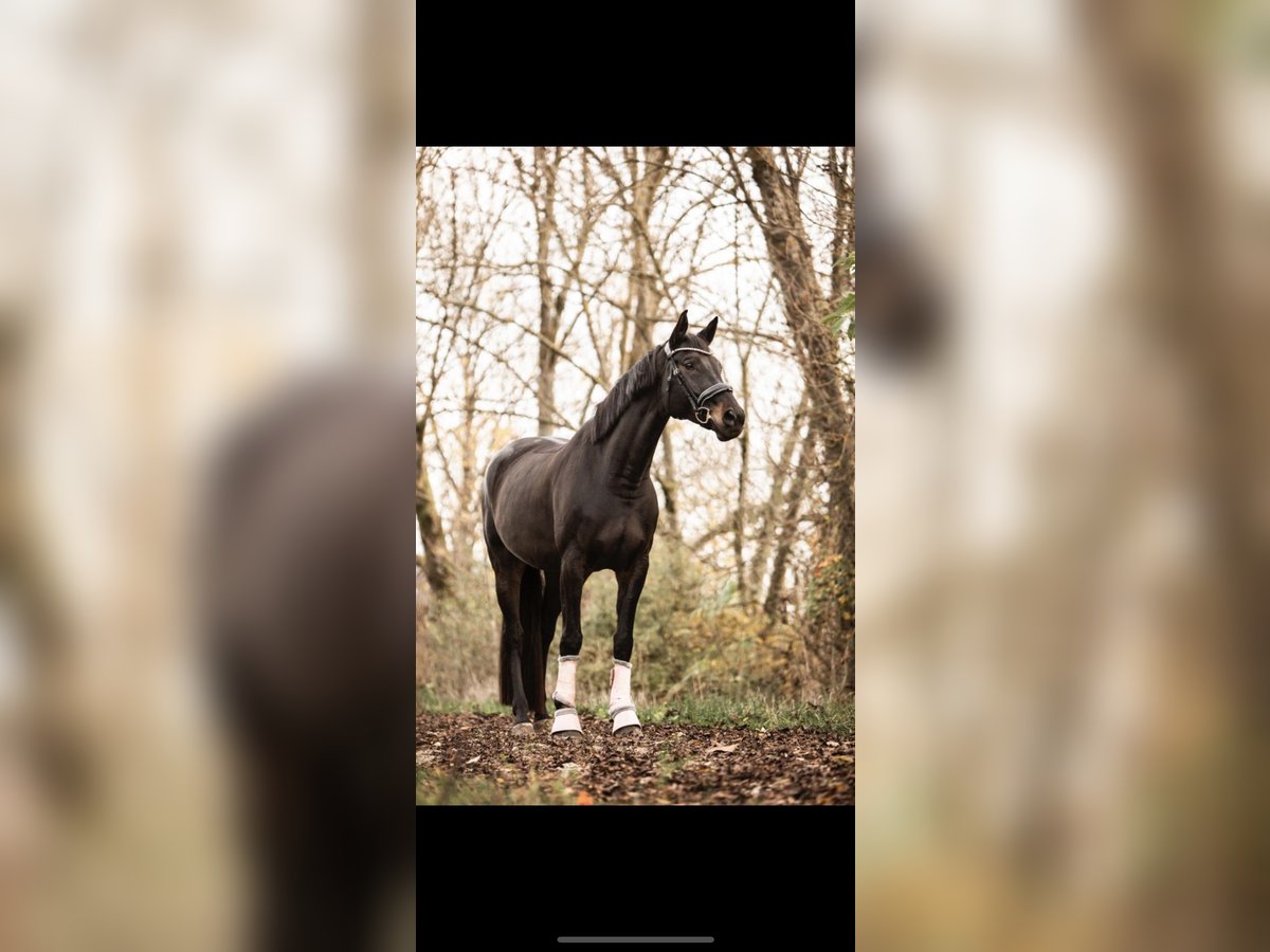 Cavallo da sella tedesco Giumenta 10 Anni 168 cm Baio scuro in Burgthann