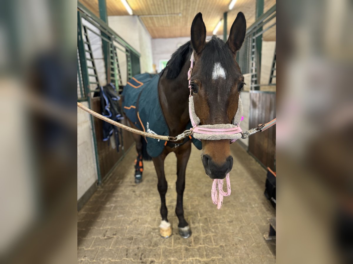 Cavallo da sella tedesco Giumenta 10 Anni 169 cm Baio in Freudenstadt