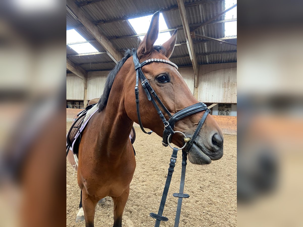 Cavallo da sella tedesco Giumenta 10 Anni 170 cm Baio in Münster