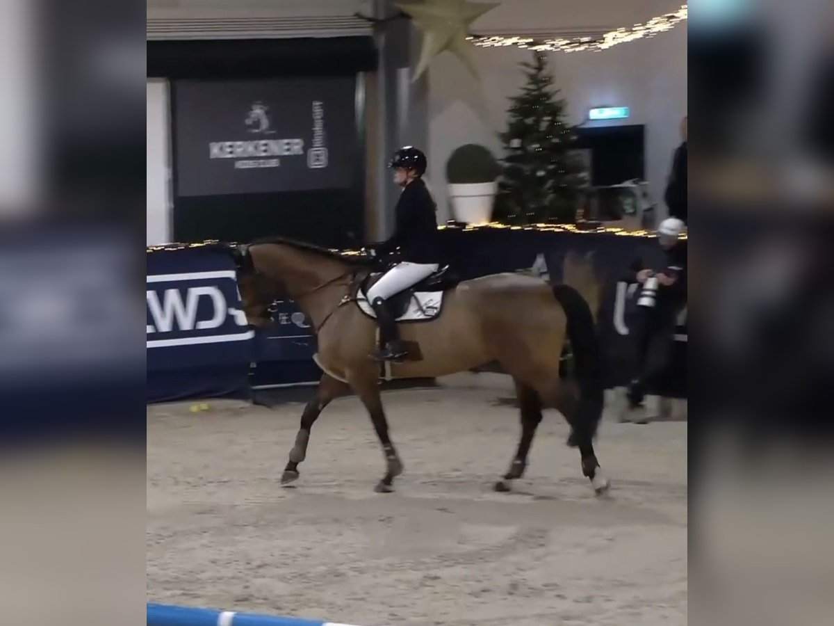 Cavallo da sella tedesco Giumenta 11 Anni 170 cm Baio in Willich