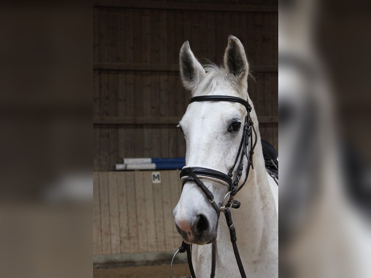 Cavallo da sella tedesco Mix Giumenta 12 Anni 160 cm Grigio in Dessau-Roßlau