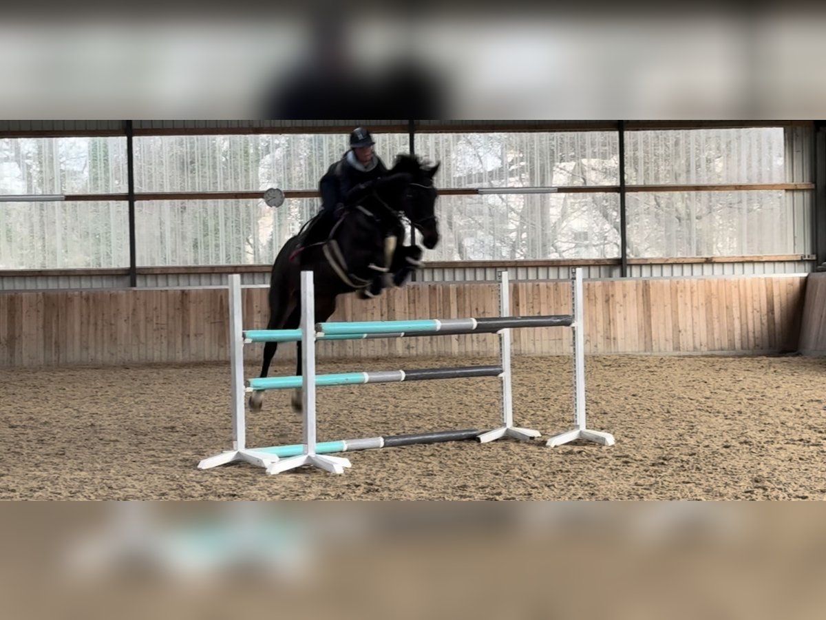Cavallo da sella tedesco Giumenta 12 Anni 168 cm Baio scuro in Menden