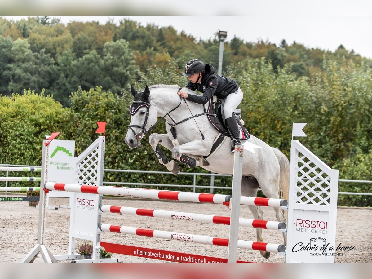 Cavallo da sella tedesco Giumenta 12 Anni 168 cm Grigio in Ulm