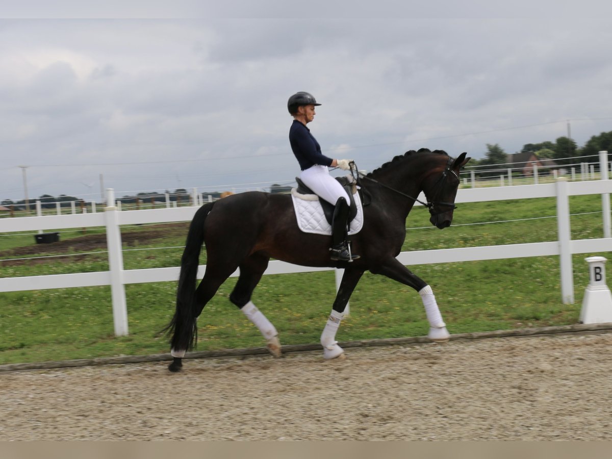 Cavallo da sella tedesco Giumenta 12 Anni 170 cm Baio scuro in Recke, bei Osnabrück