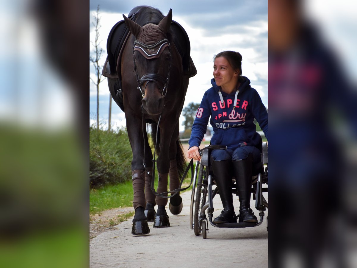 Cavallo da sella tedesco Giumenta 14 Anni 164 cm Baio scuro in Bornheim