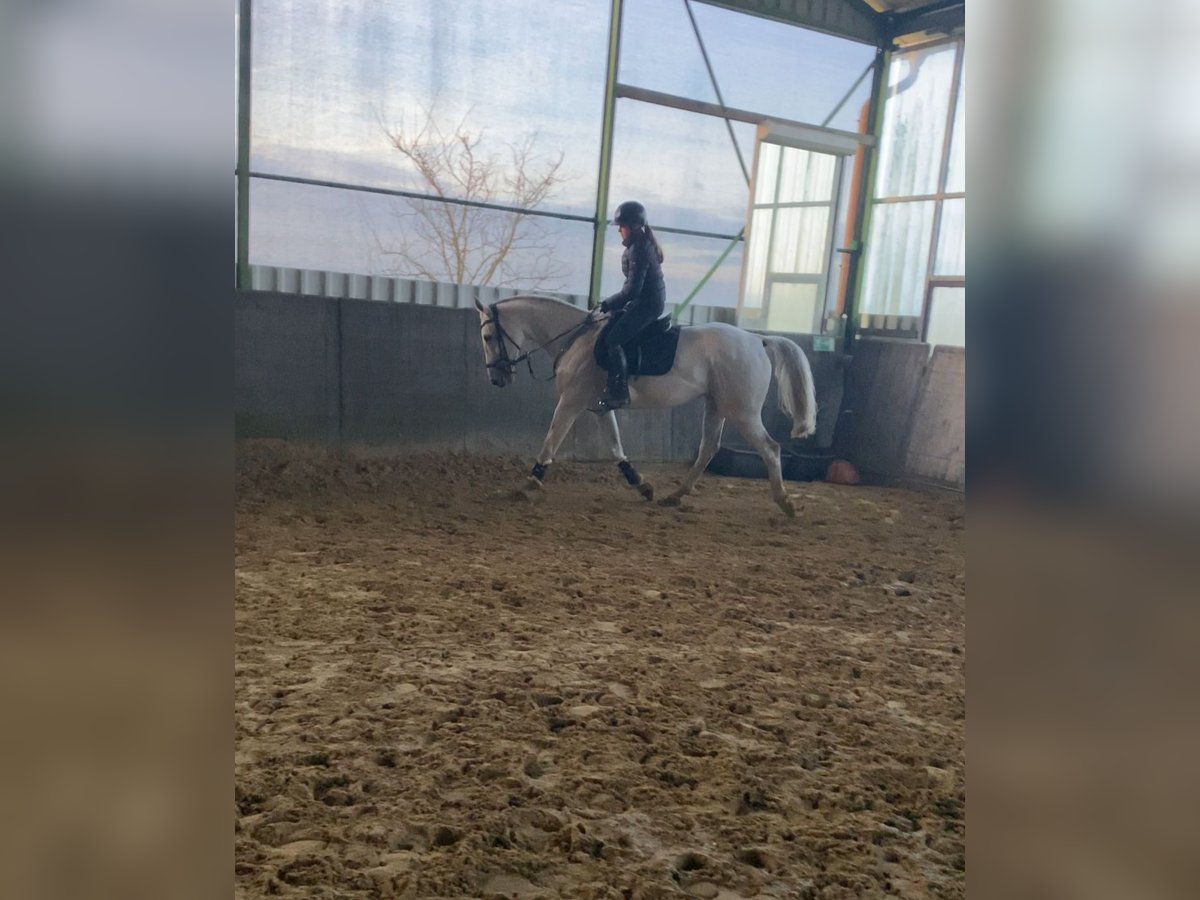 Cavallo da sella tedesco Giumenta 14 Anni 170 cm Grigio in Schwalmtal