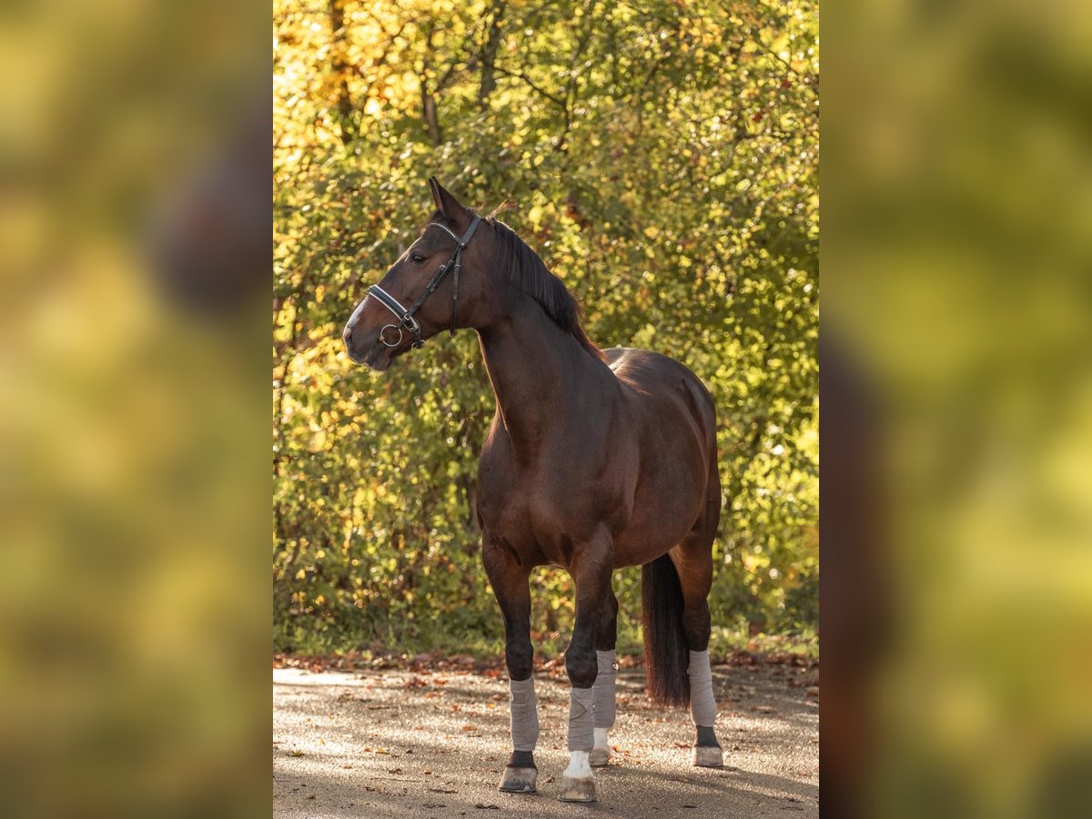 Cavallo da sella tedesco Giumenta 15 Anni 165 cm Baio scuro in Großmehring