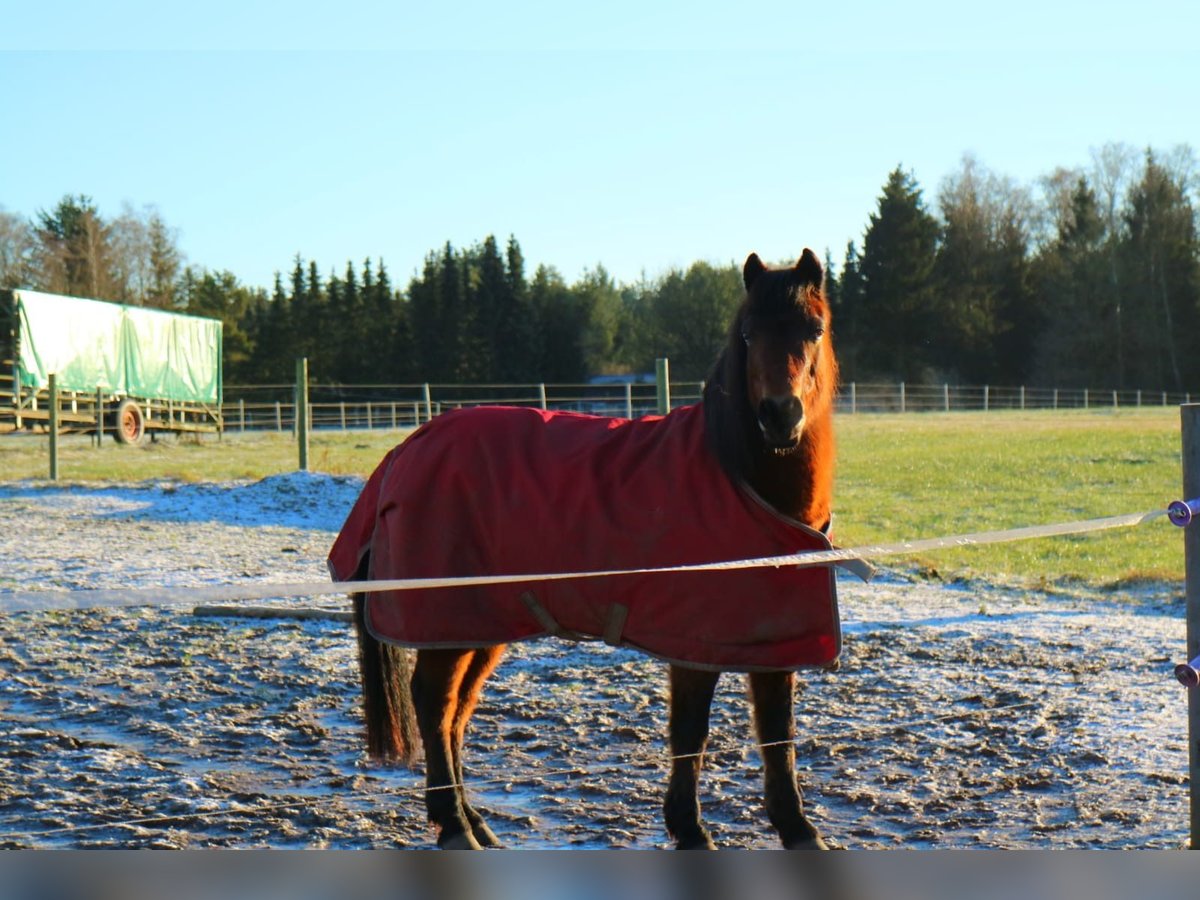 Cavallo da sella tedesco Mix Giumenta 16 Anni 131 cm Baio in Jesteburg