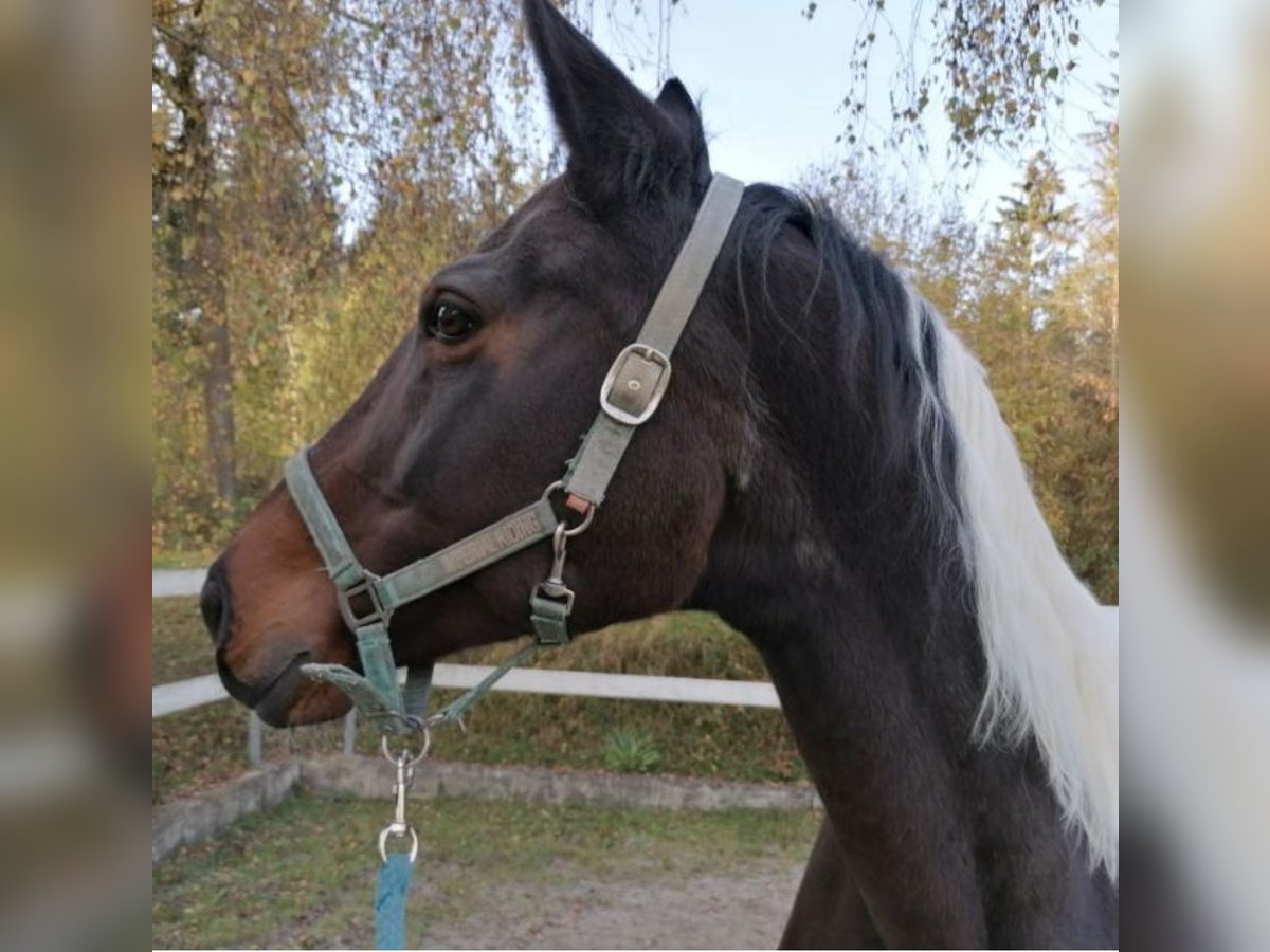 Cavallo da sella tedesco Giumenta 18 Anni 169 cm Falbo baio in Windorf