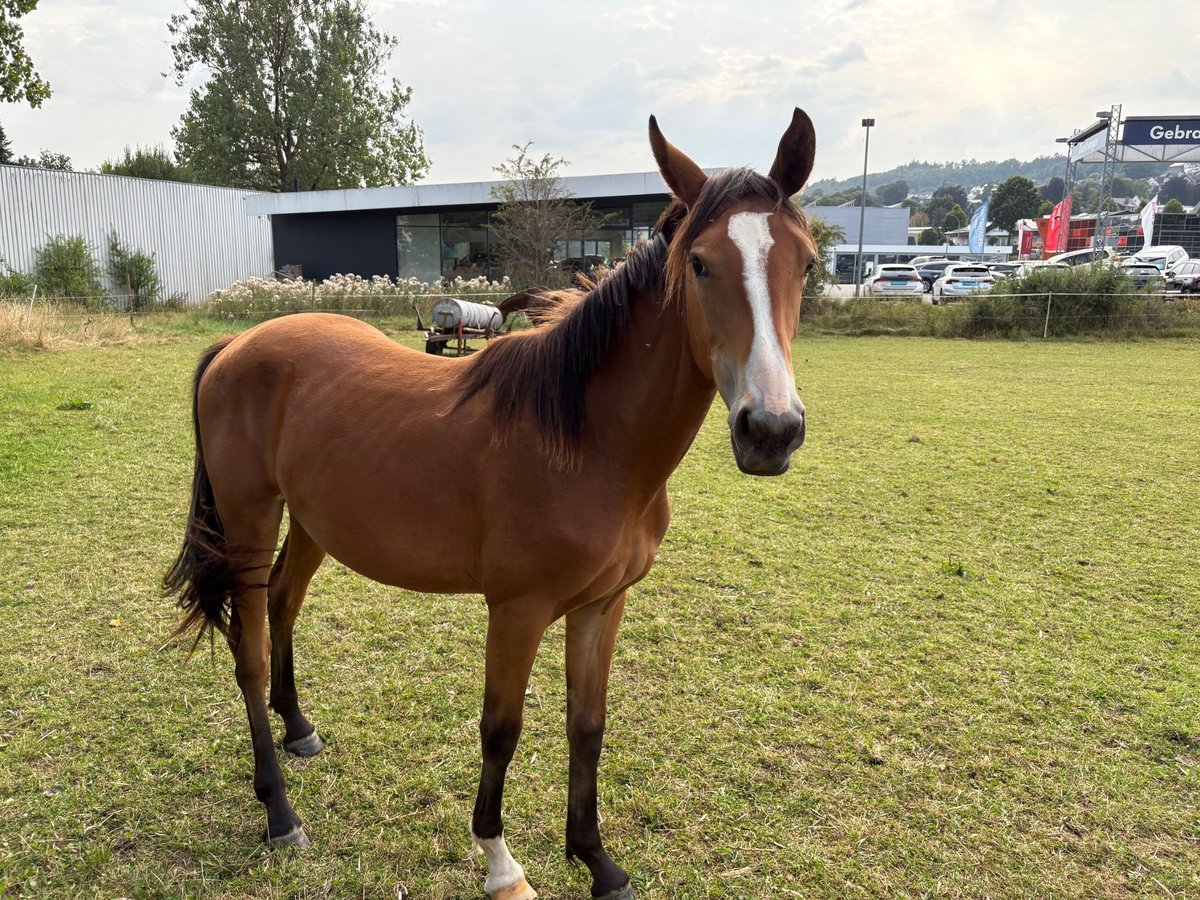 Cavallo da sella tedesco Giumenta 1 Anno Baio in Schmallenberg