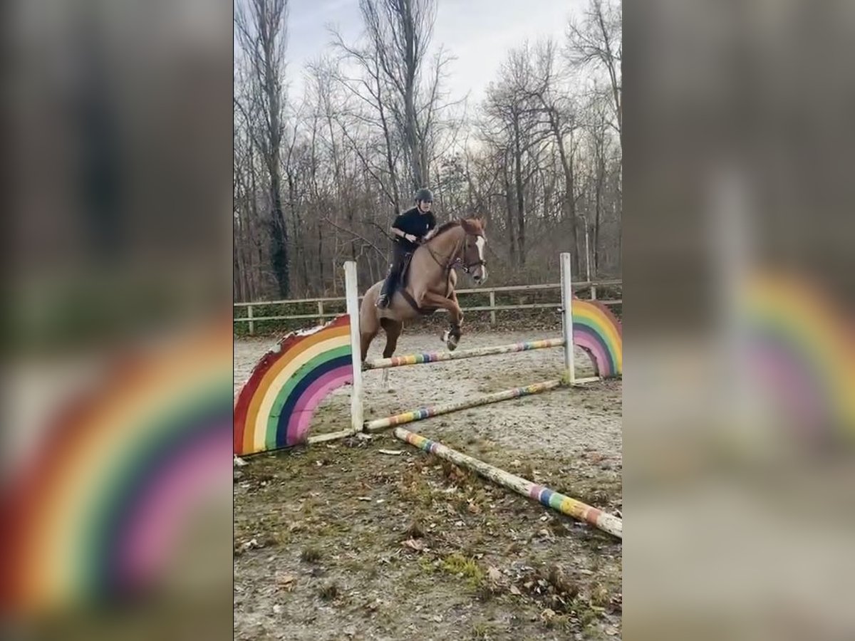 Cavallo da sella tedesco Giumenta 20 Anni 172 cm Sauro ciliegia in Brunssum