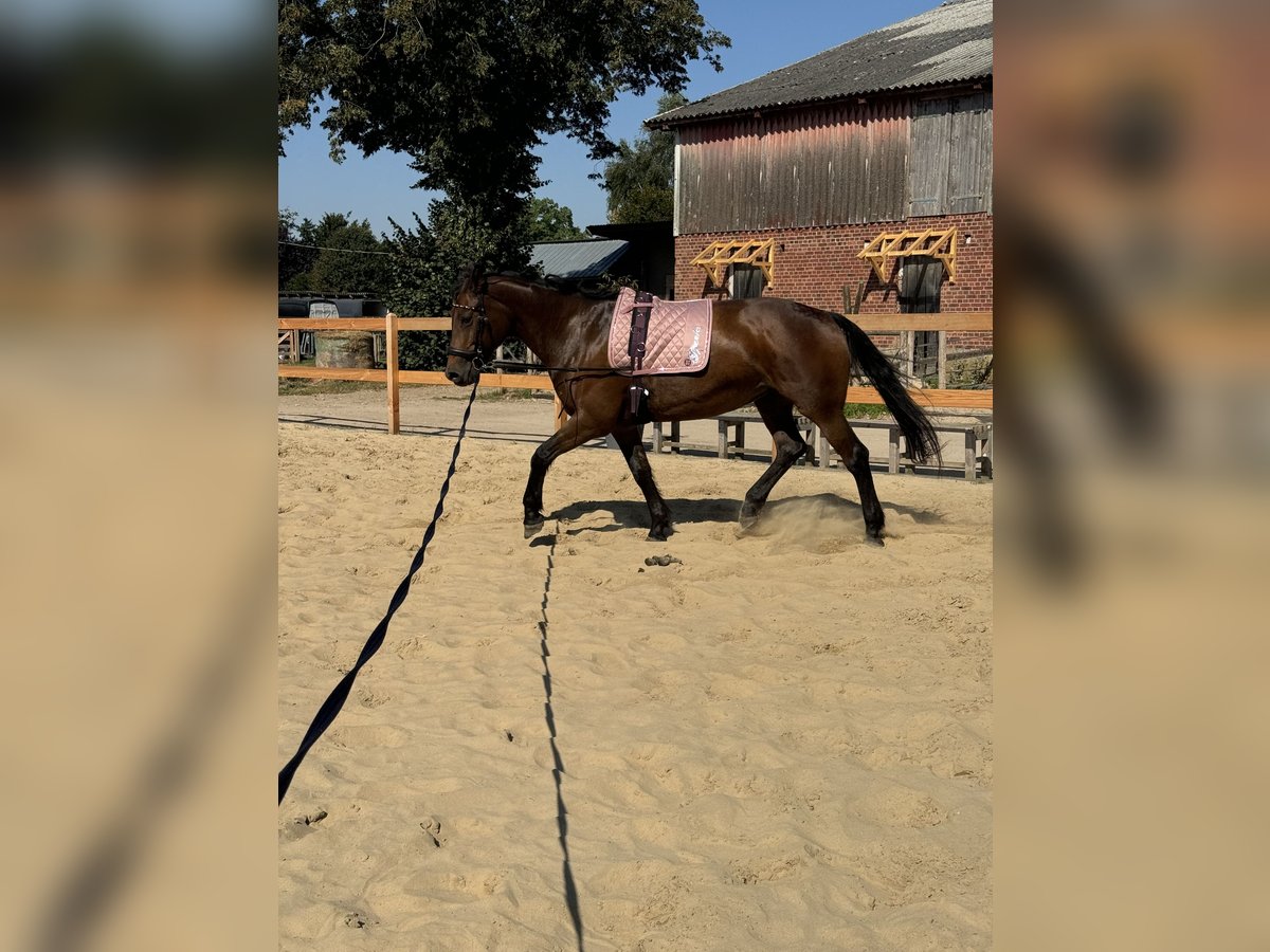 Cavallo da sella tedesco Giumenta 21 Anni 164 cm Può diventare grigio in Groß Rönnau