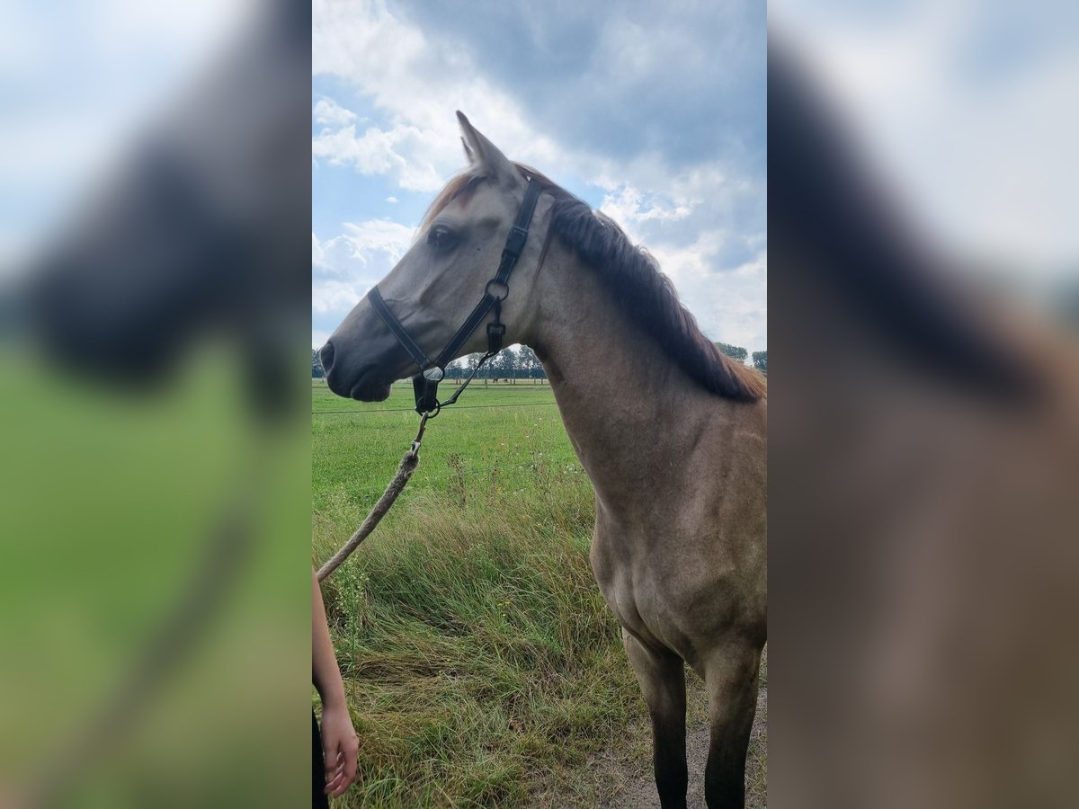 Cavallo da sella tedesco Giumenta 2 Anni 155 cm Pelle di daino in Beelitz