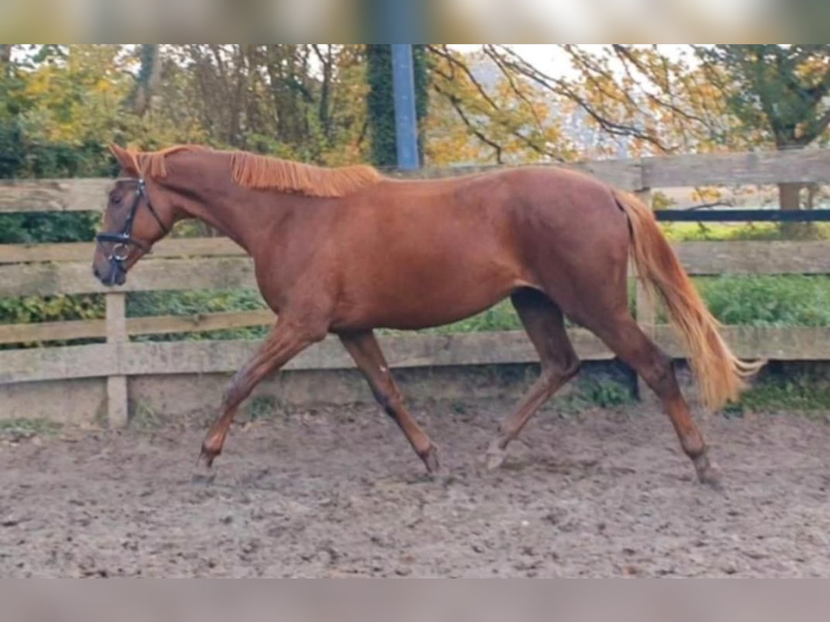 Cavallo da sella tedesco Giumenta 2 Anni Sauro in Herzebrock-Clarholz