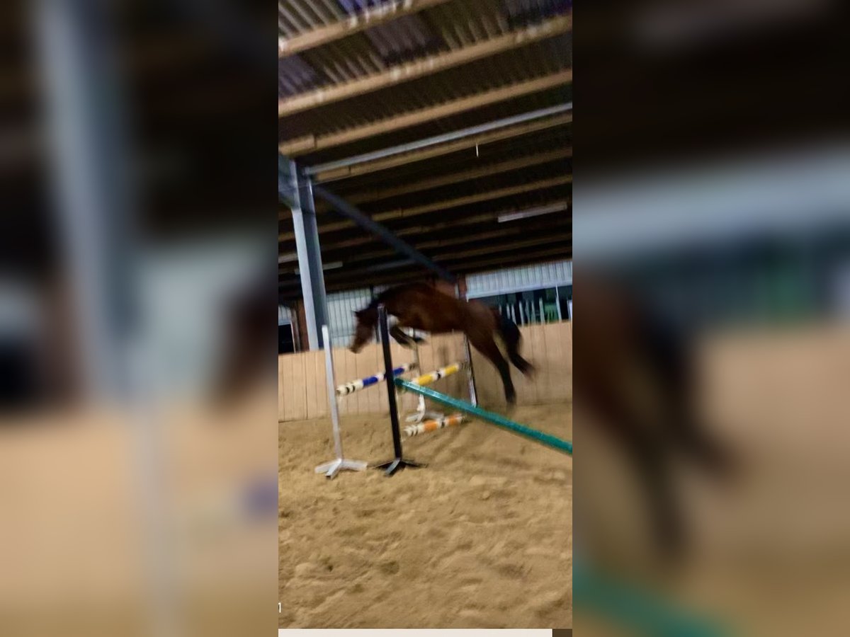 Cavallo da sella tedesco Giumenta 3 Anni 145 cm Baio in Dersum