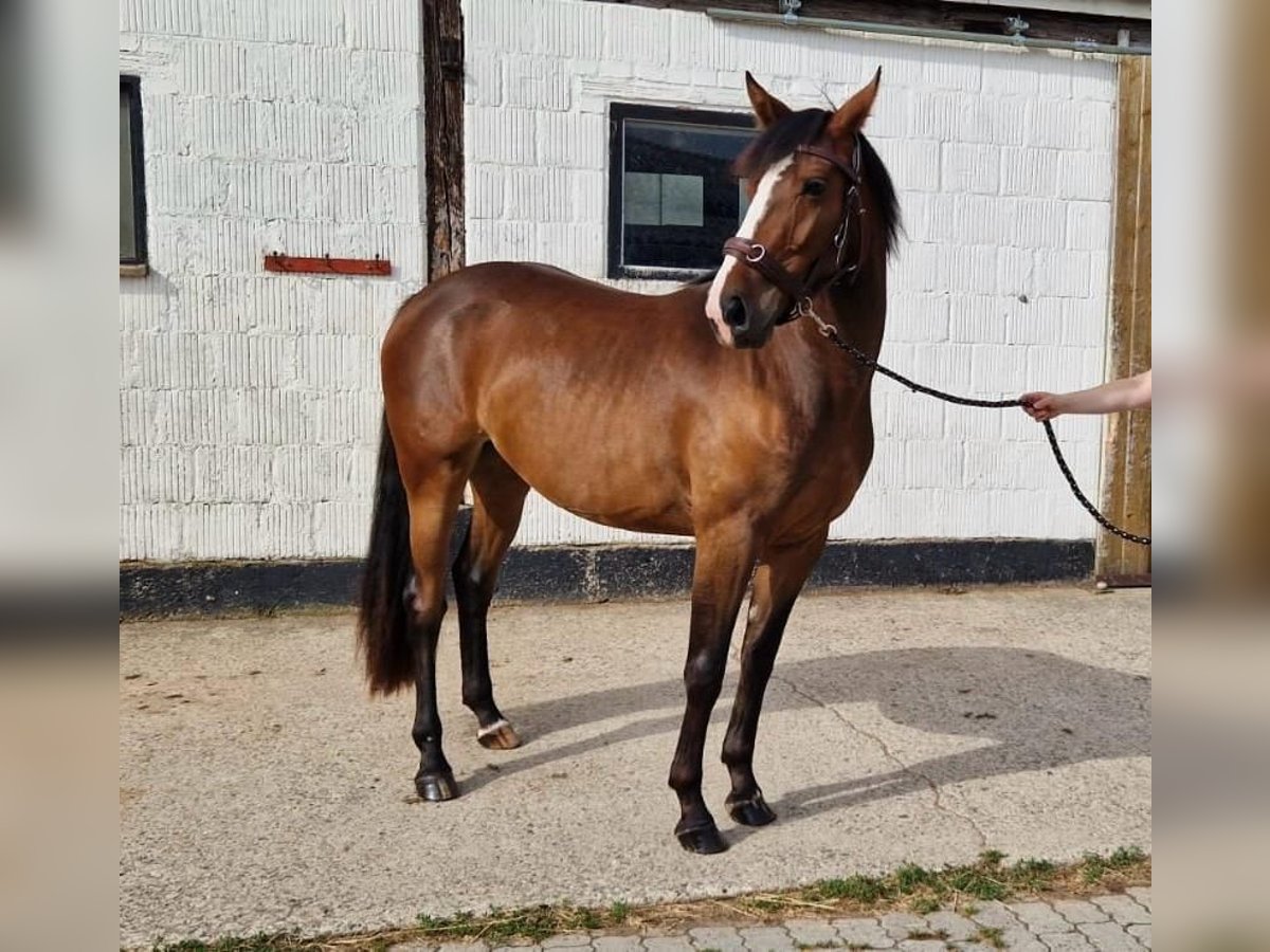 Cavallo da sella tedesco Giumenta 3 Anni 154 cm Baio in Hessisch Lichtenau