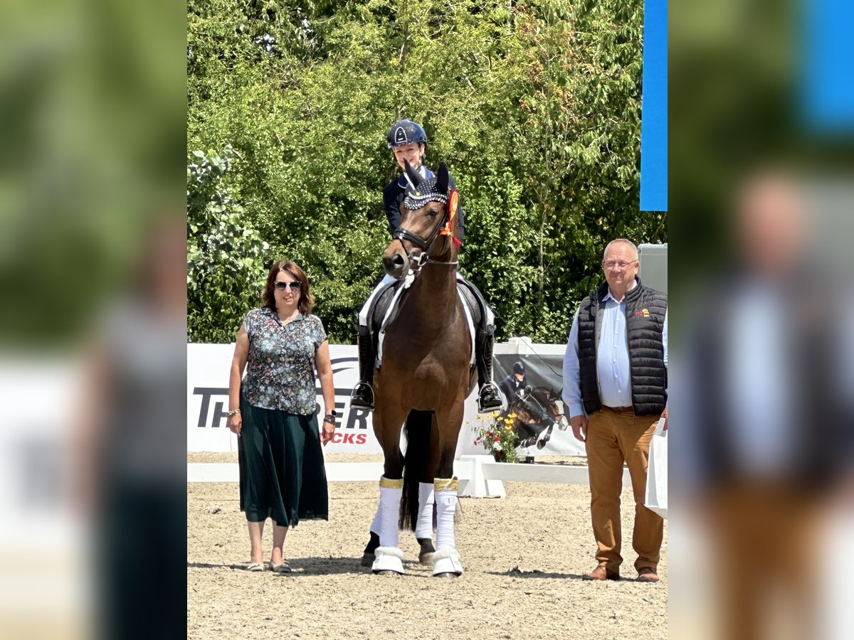 Cavallo da sella tedesco Giumenta 3 Anni 169 cm Baio scuro in Bielefeld Cavallo da sella tedesco Giumenta 3 Anni 169 cm Baio scuro in Bielefeld