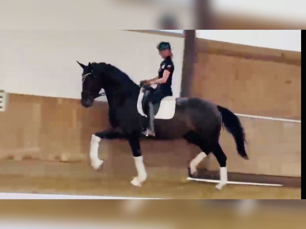 Cavallo da sella tedesco Giumenta 3 Anni 172 cm Baio scuro in Bielefeld