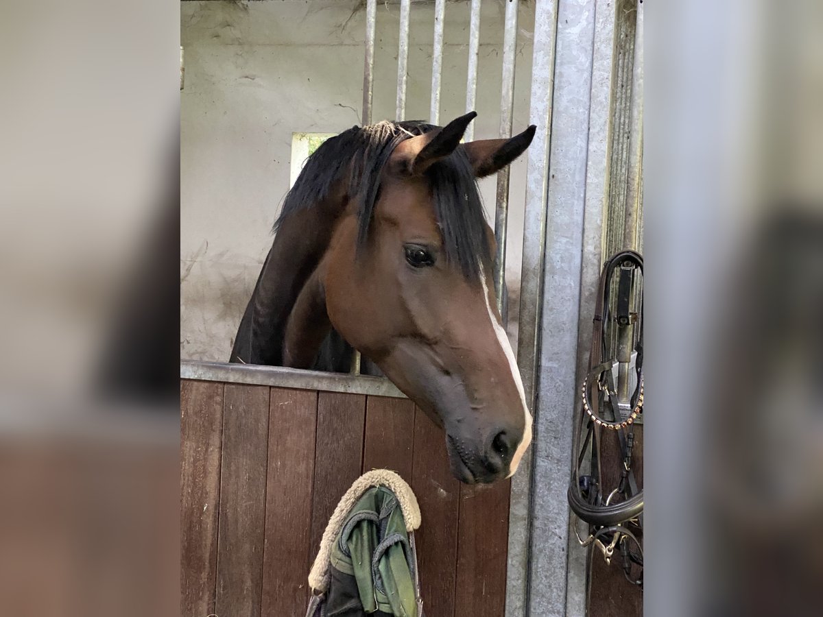 Cavallo da sella tedesco Giumenta 3 Anni 175 cm Baio scuro in Walsrode