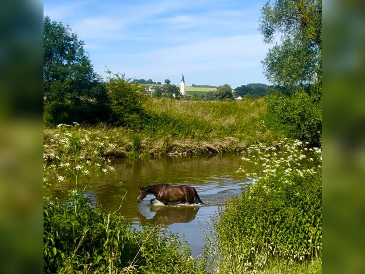 Cavallo da sella tedesco Giumenta 3 Anni Baio scuro in Bad Griesbach im Rottal