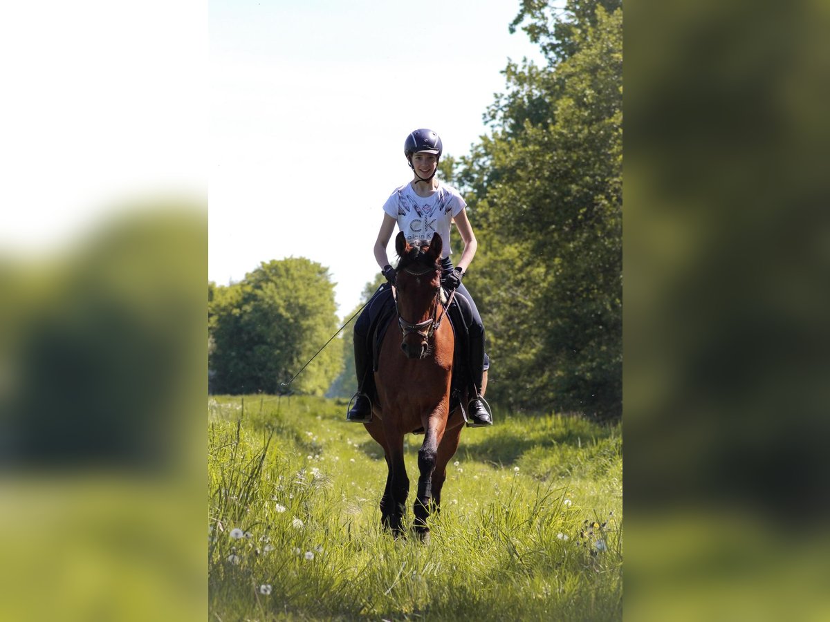 Cavallo da sella tedesco Giumenta 4 Anni 158 cm Baio chiaro in R&#xE4;tzlingen