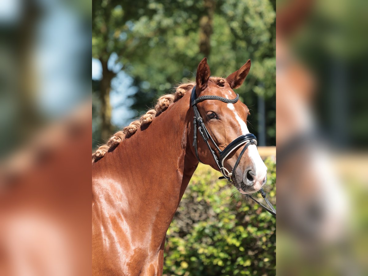 Cavallo da sella tedesco Giumenta 4 Anni 158 cm Sauro in Greven