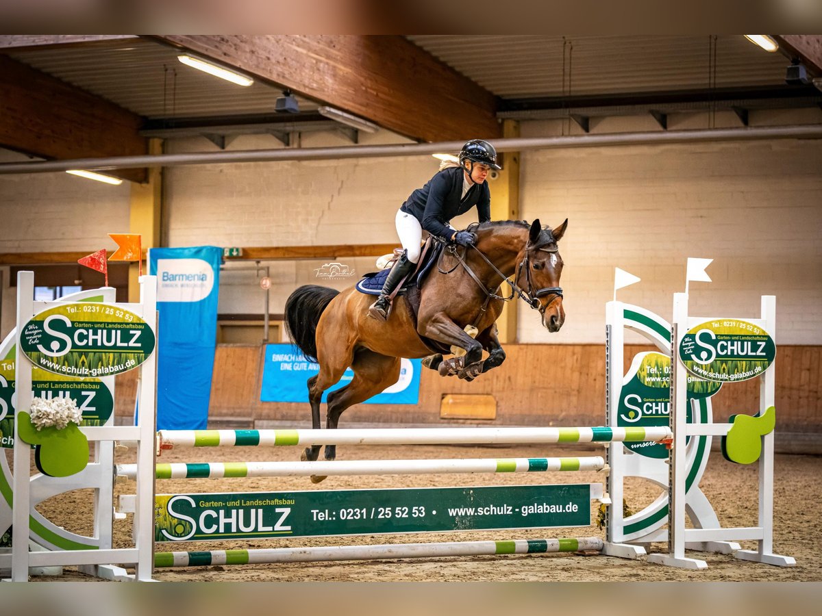 Cavallo da sella tedesco Giumenta 4 Anni 160 cm Baio in Salzkotten