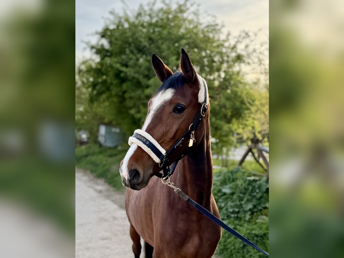 Cavallo da sella tedesco Giumenta 4 Anni 163 cm Baio in Grevenbroich
