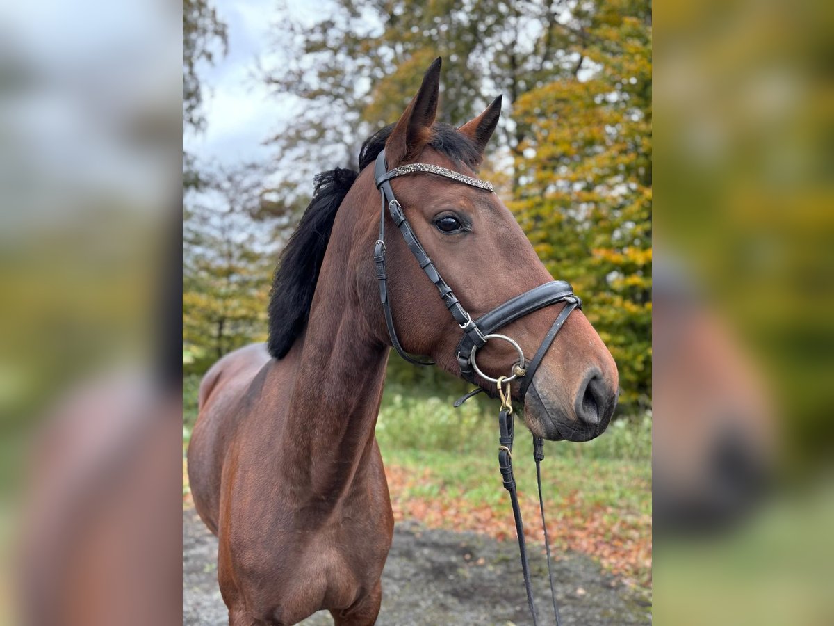 Cavallo da sella tedesco Giumenta 4 Anni 163 cm Baio in Overath