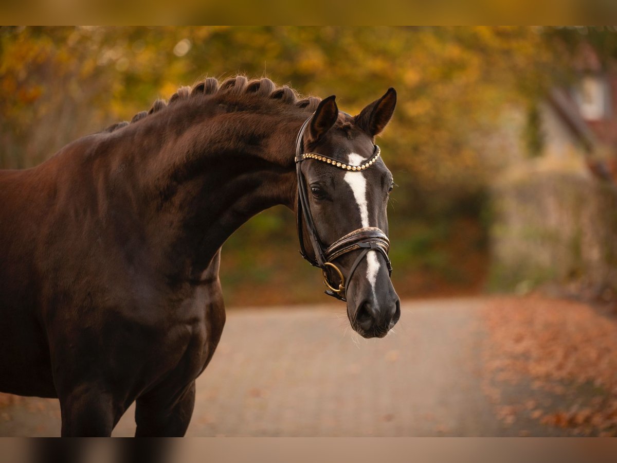 Cavallo da sella tedesco Giumenta 4 Anni 167 cm Sauro scuro in Bielefeld