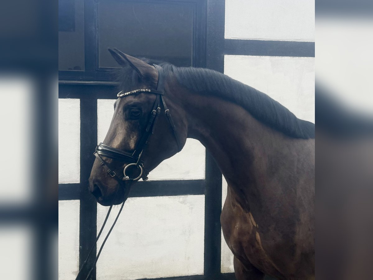 Cavallo da sella tedesco Giumenta 4 Anni 168 cm Baio scuro in Wetter (Ruhr)