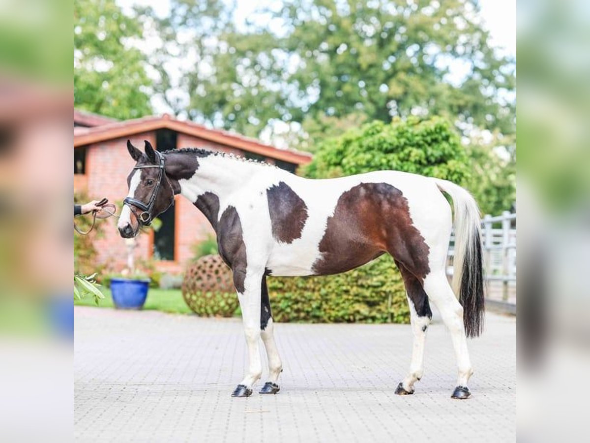 Cavallo da sella tedesco Giumenta 5 Anni 165 cm Pezzato in Liebenau