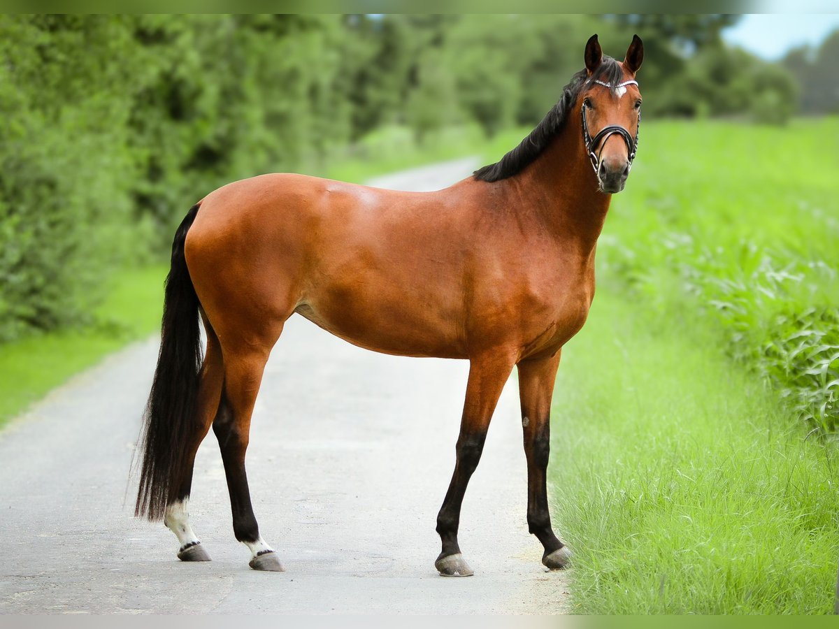 Cavallo da sella tedesco Giumenta 5 Anni 167 cm Baio in Marktredwitz