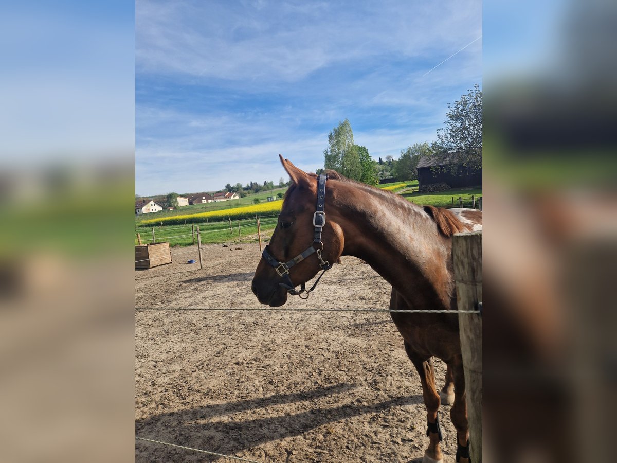 Cavallo da sella tedesco Giumenta 5 Anni 168 cm in Lauffen am Neckar