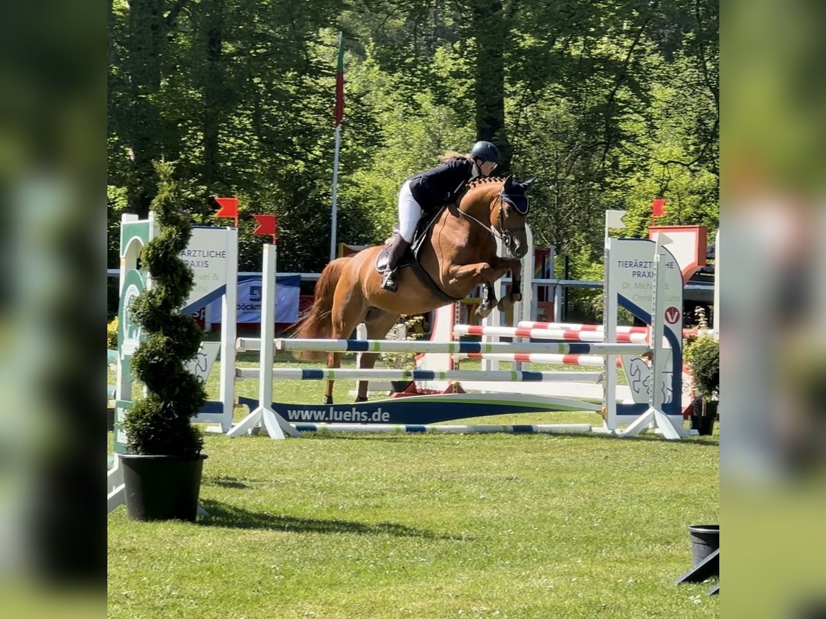 Cavallo da sella tedesco Giumenta 5 Anni 168 cm Sauro in Rehden