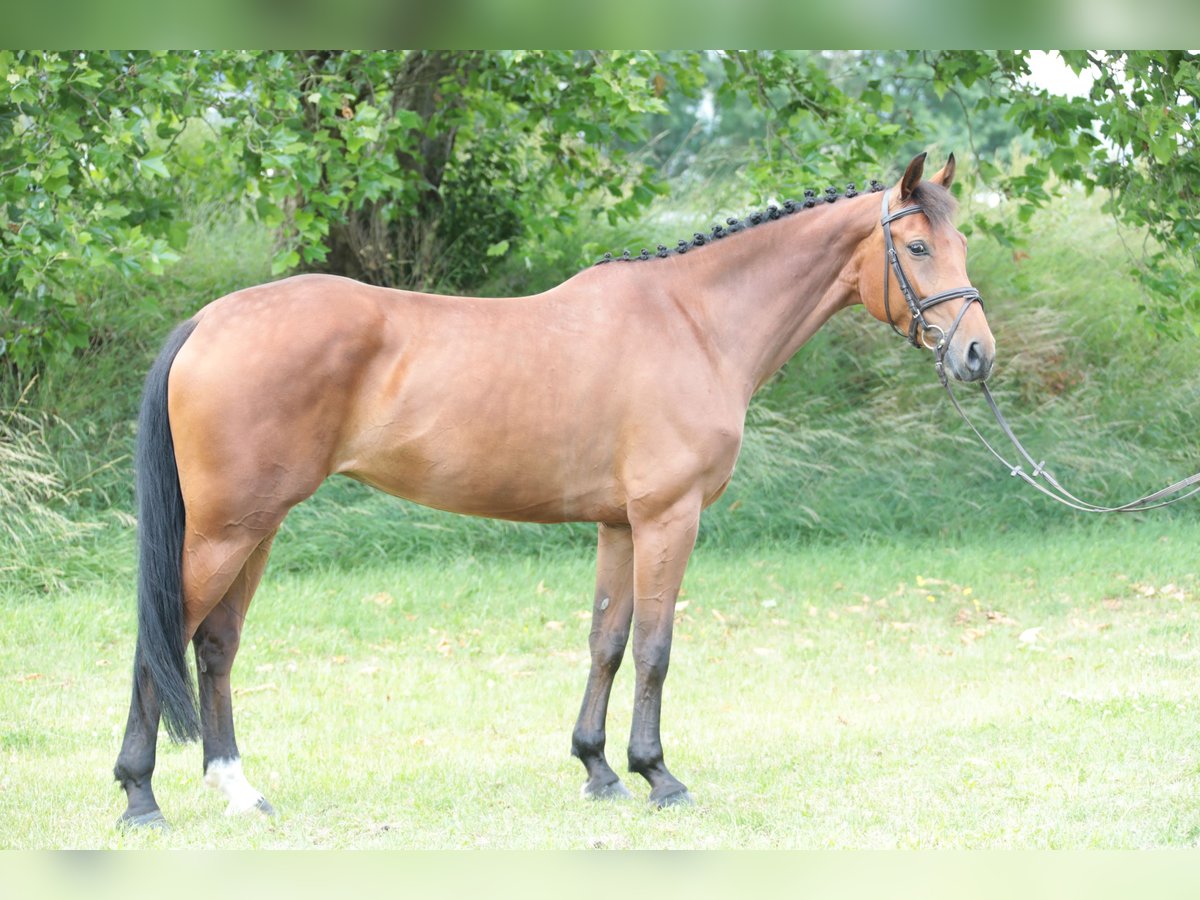 Cavallo da sella tedesco Giumenta 6 Anni 164 cm Baio in Neuenrade