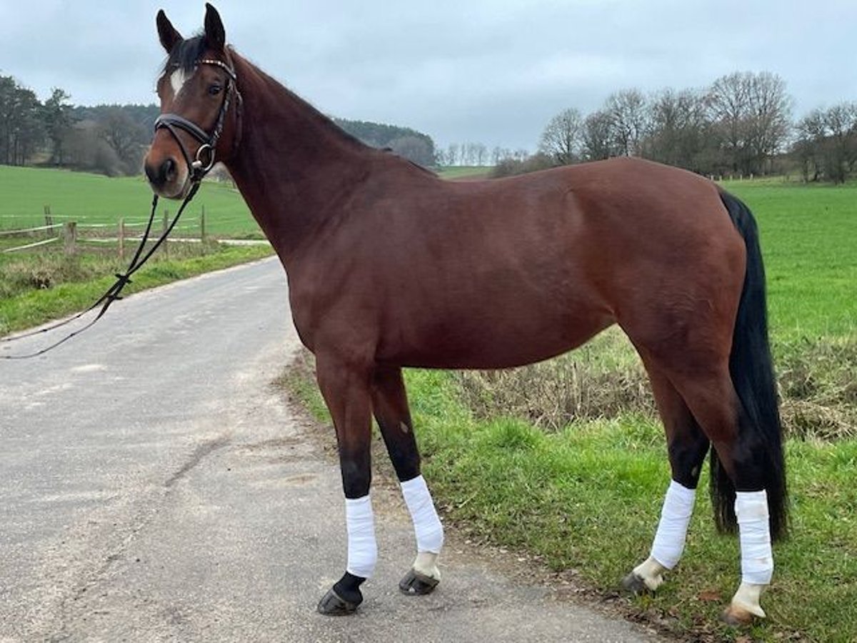 Cavallo da sella tedesco Giumenta 6 Anni 164 cm Baio chiaro in Am&#xF6;neburg